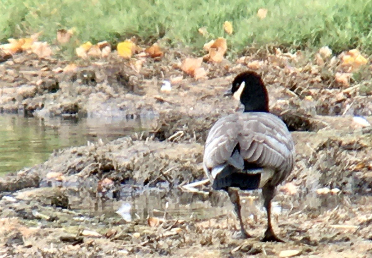 berneška malá - ML644435765