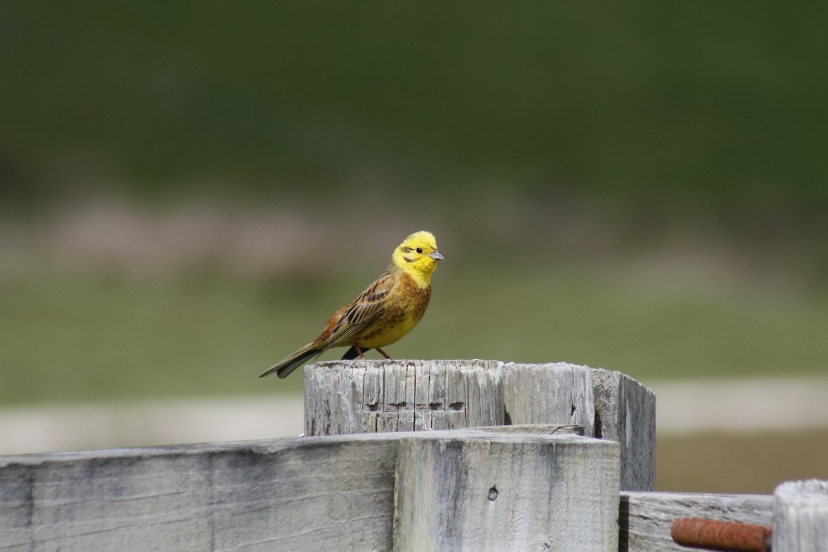 Yellowhammer - ML644435766