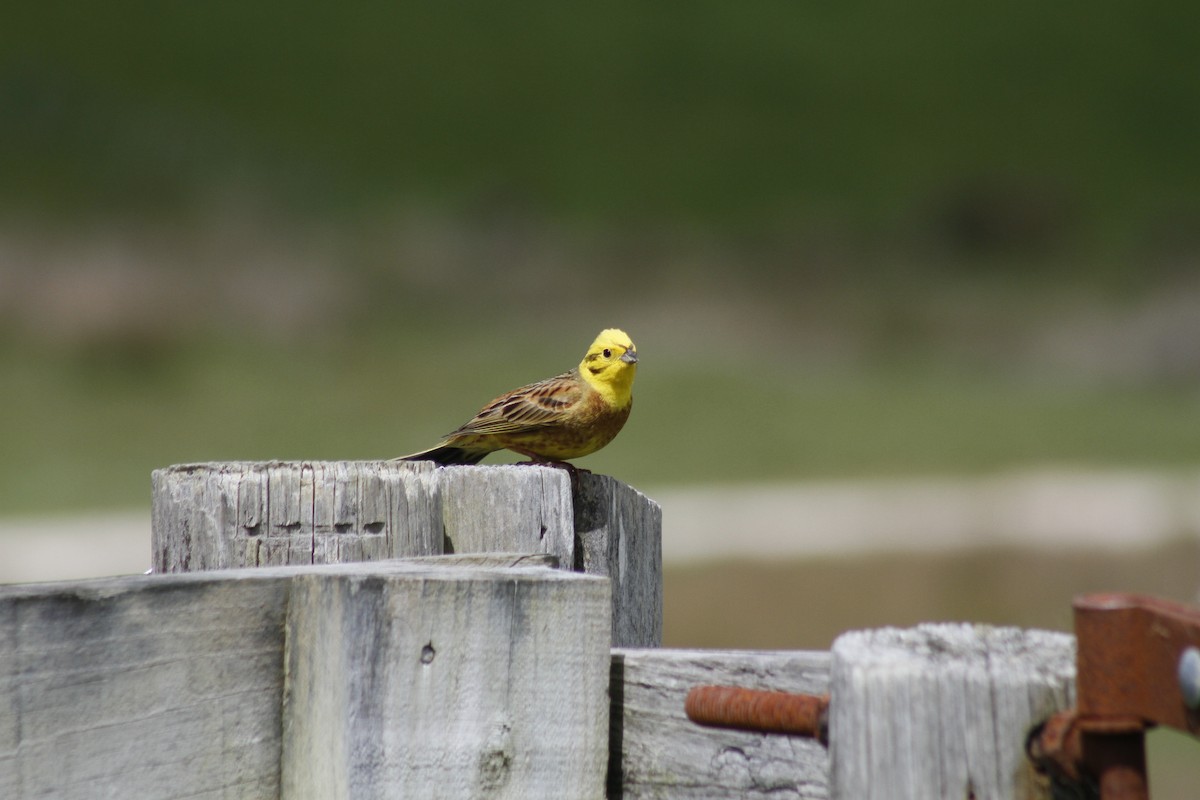 Yellowhammer - ML644435767