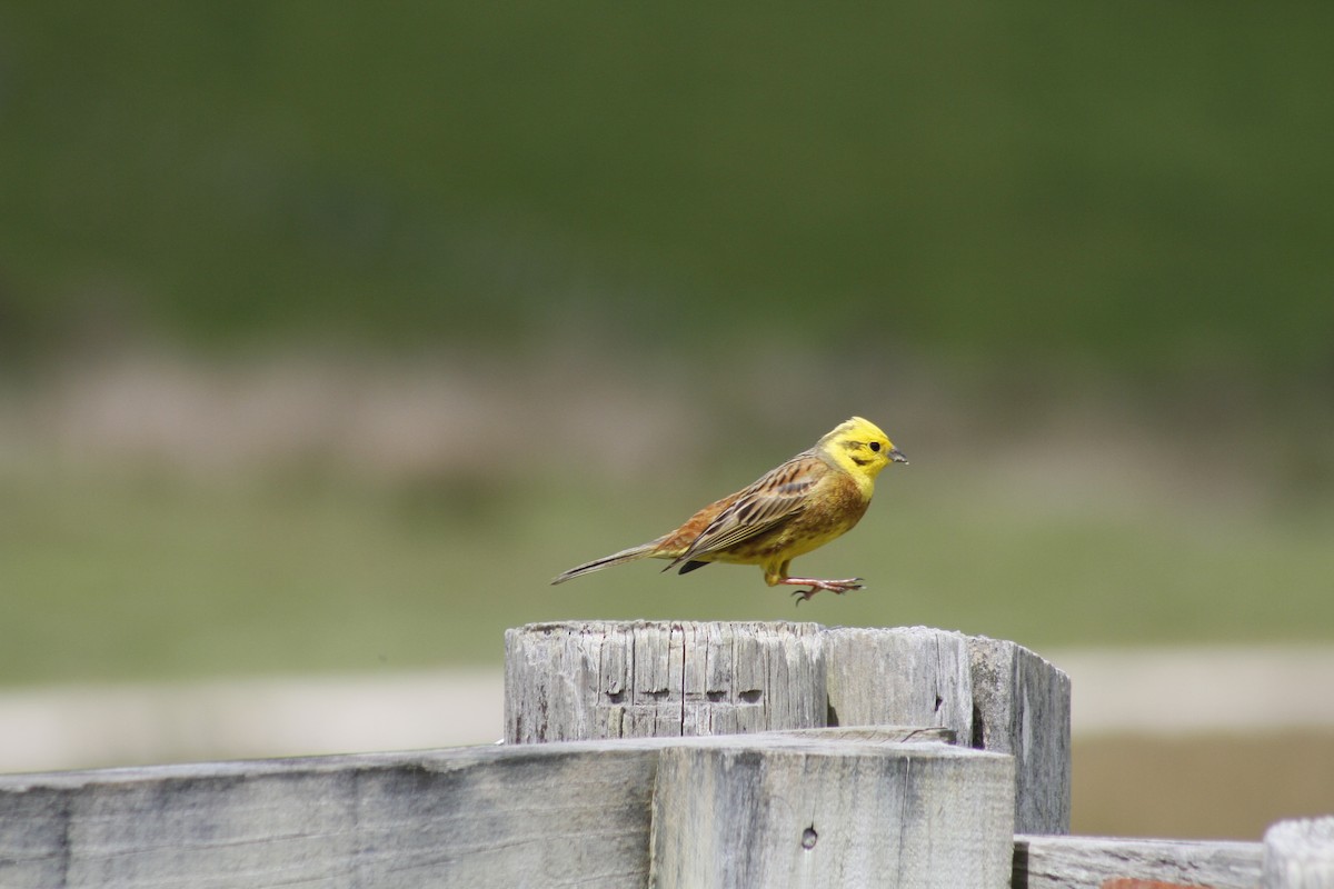 Yellowhammer - ML644435768