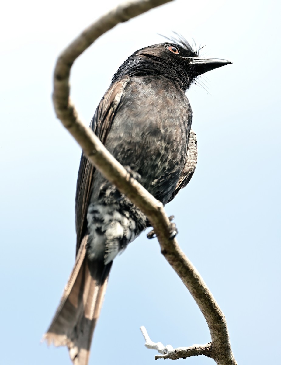 Crested Drongo - ML644435771