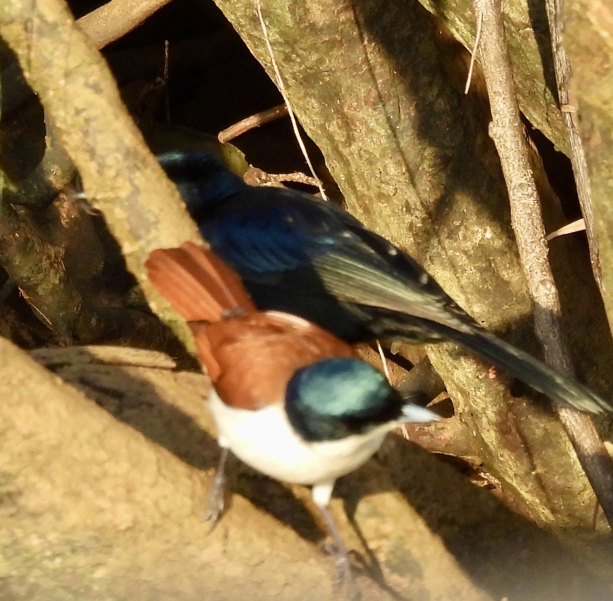 Shining Flycatcher - ML644435774