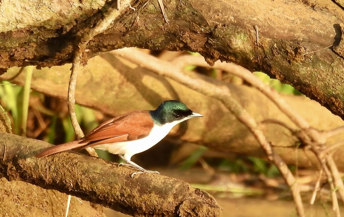 Shining Flycatcher - ML644435775