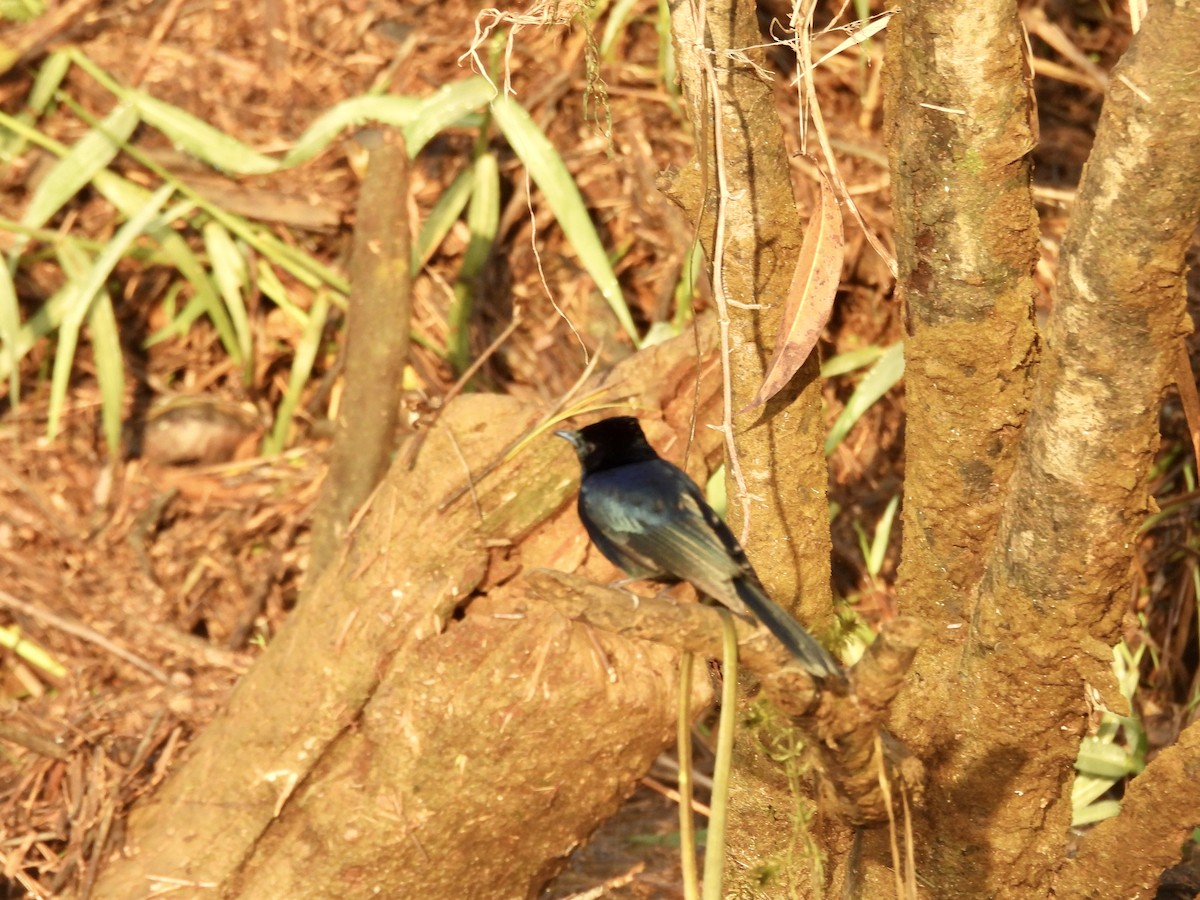 Shining Flycatcher - ML644435776