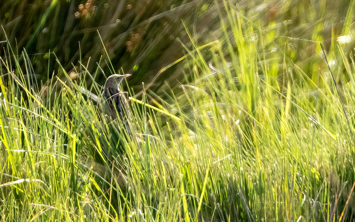 Hudson's Canastero - ML644435785