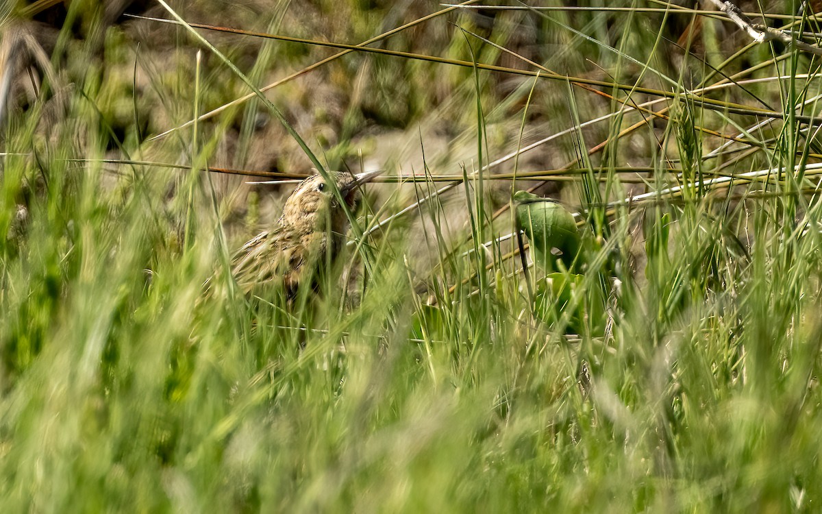 Hudson's Canastero - ML644435786