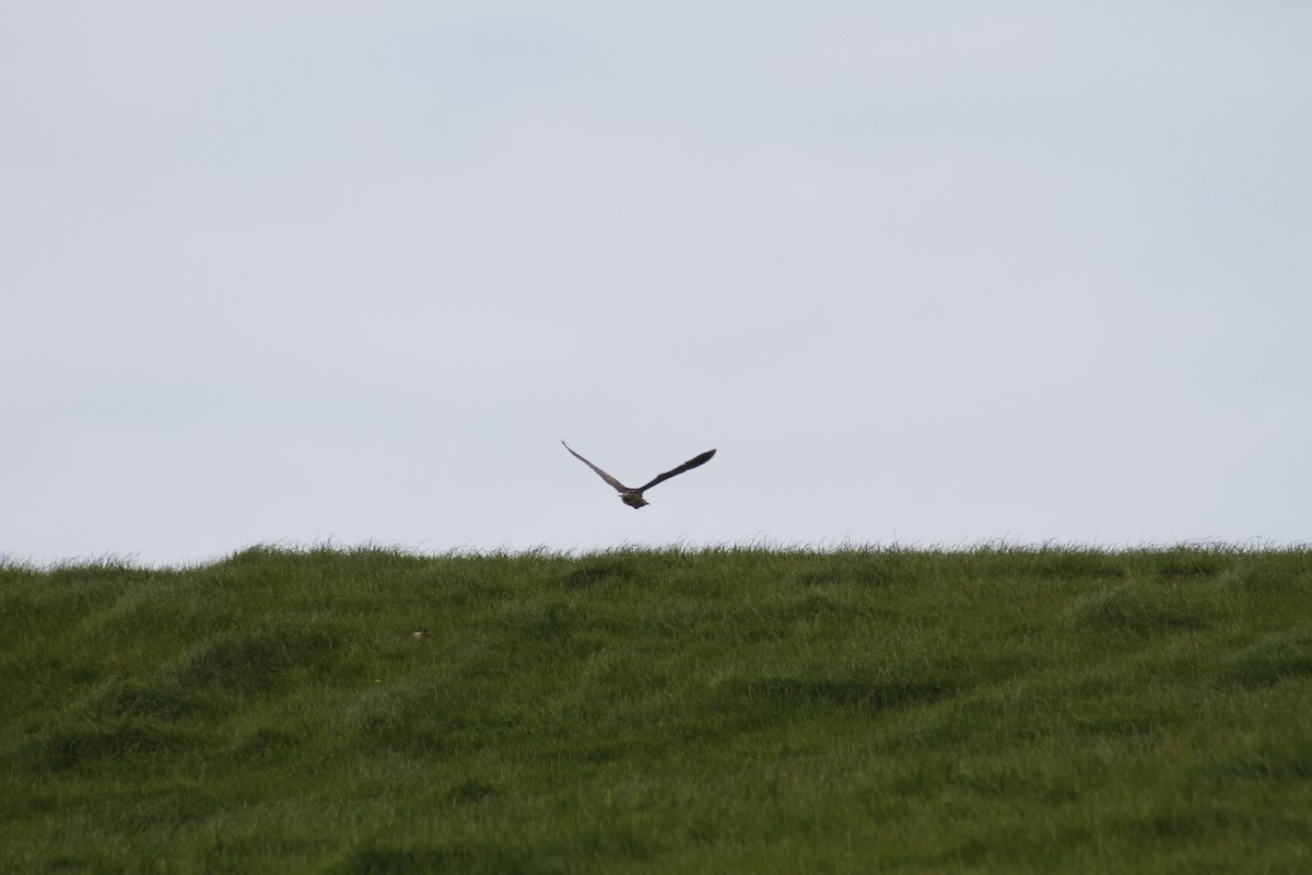 Australasian Bittern - ML644435788