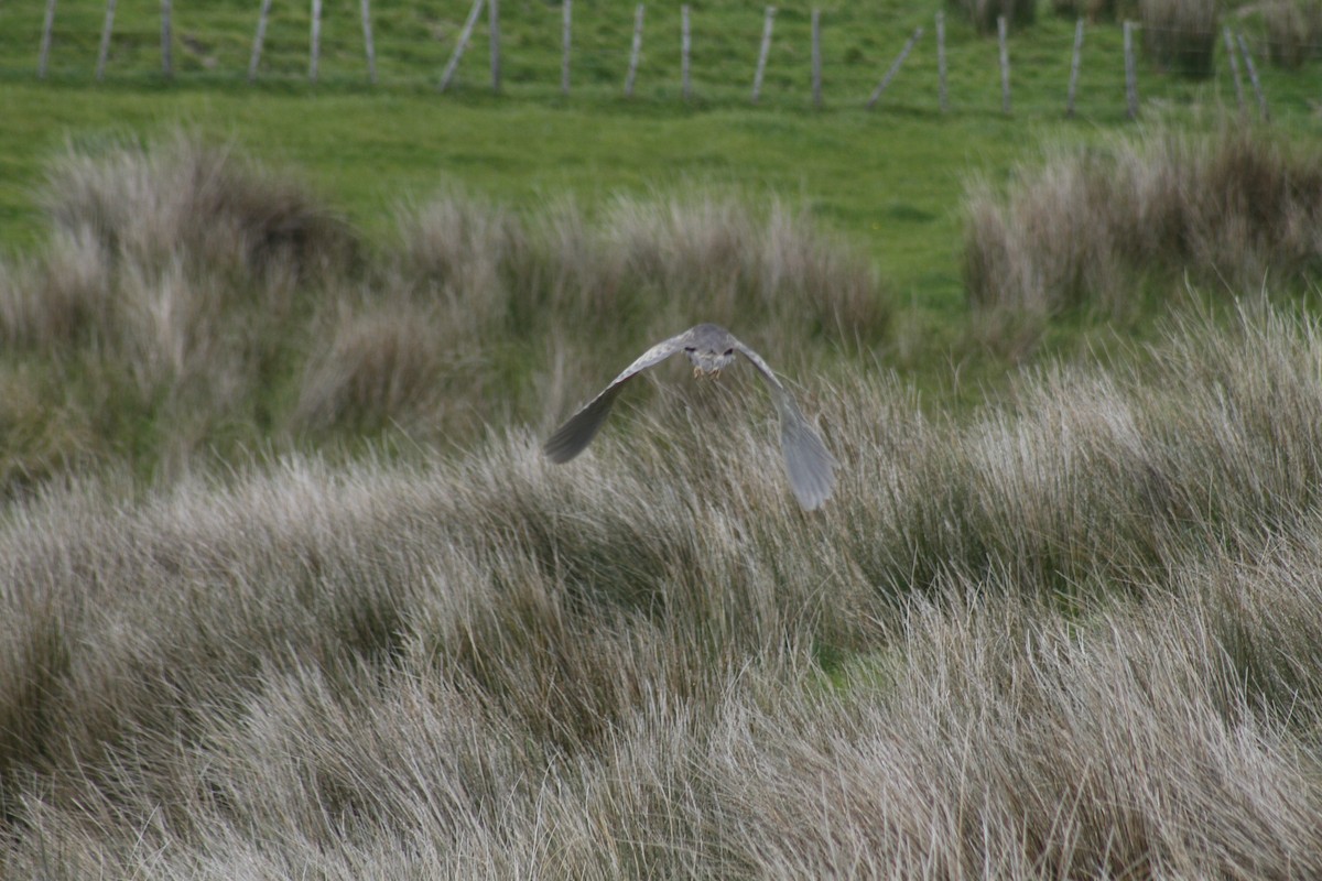 Australasian Bittern - ML644435789