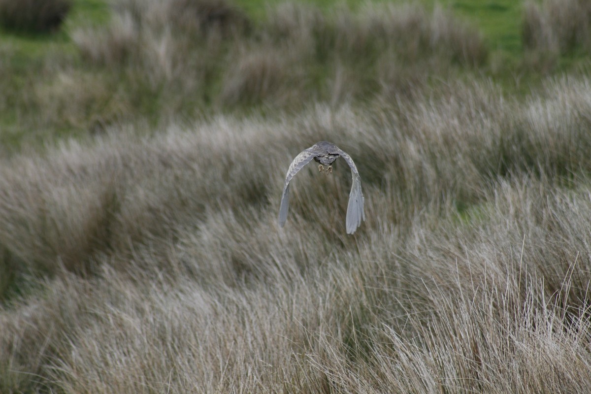 Australasian Bittern - ML644435790