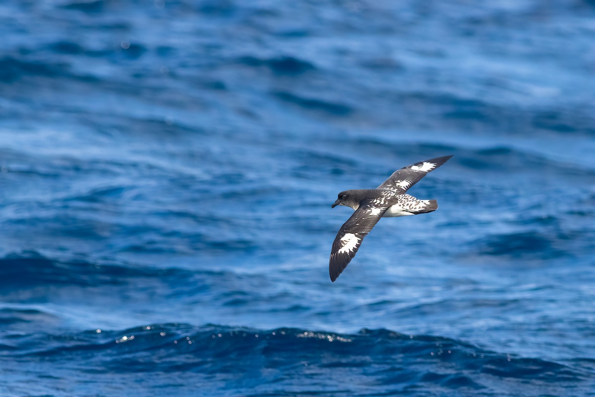 マダラフルマカモメ - ML644435792