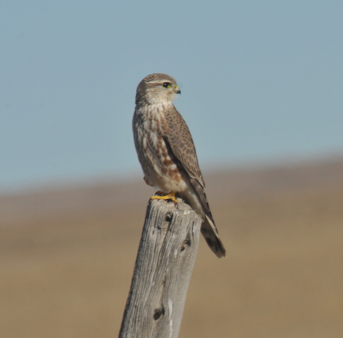 dřemlík tundrový (ssp. richardsonii) - ML644435796