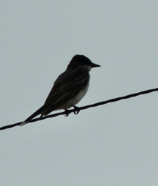 Tirano Oriental - ML644435806