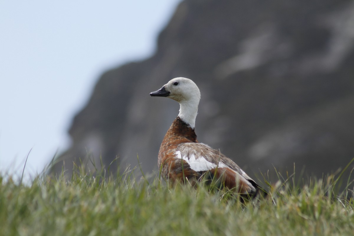 Paradiesgans - ML644435809