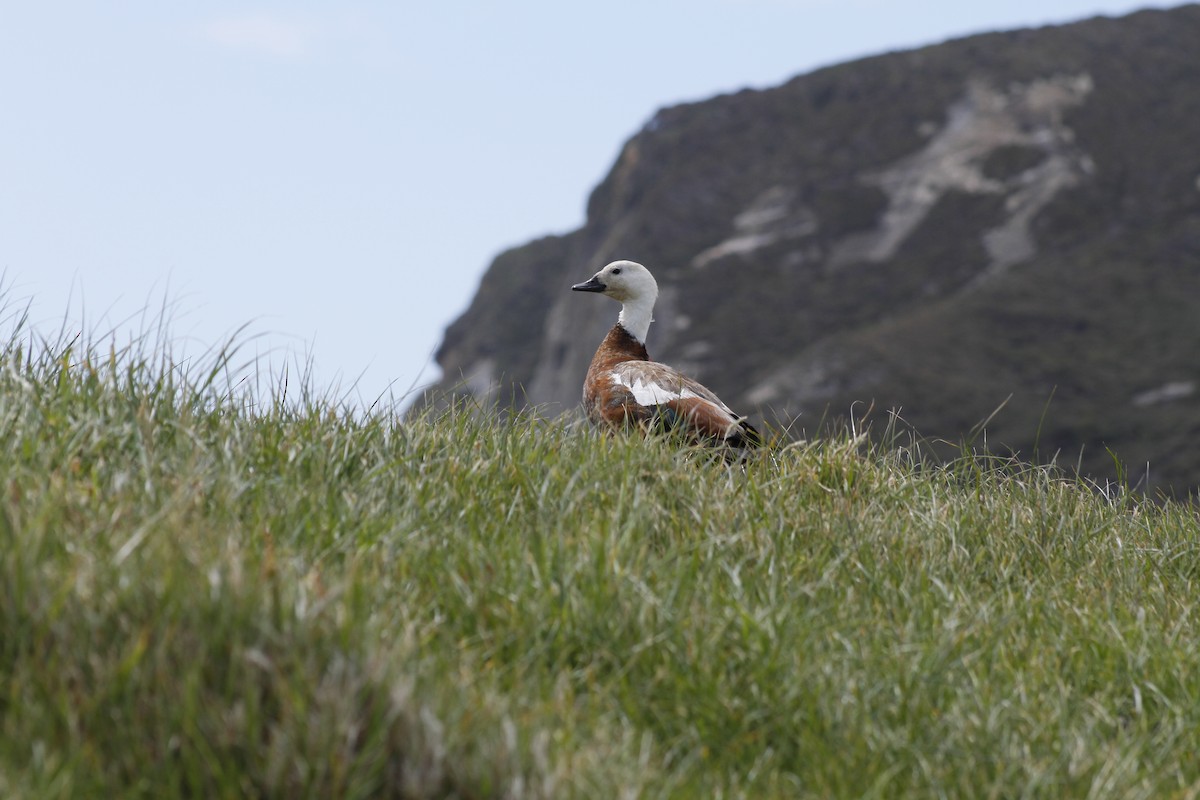 Paradiesgans - ML644435810