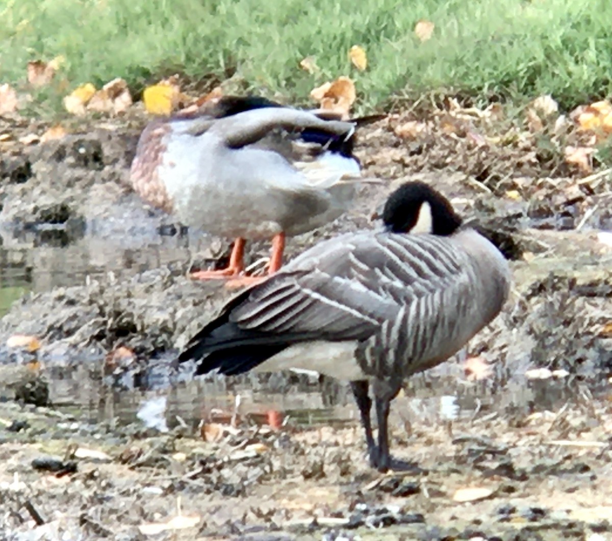 berneška malá - ML644435813