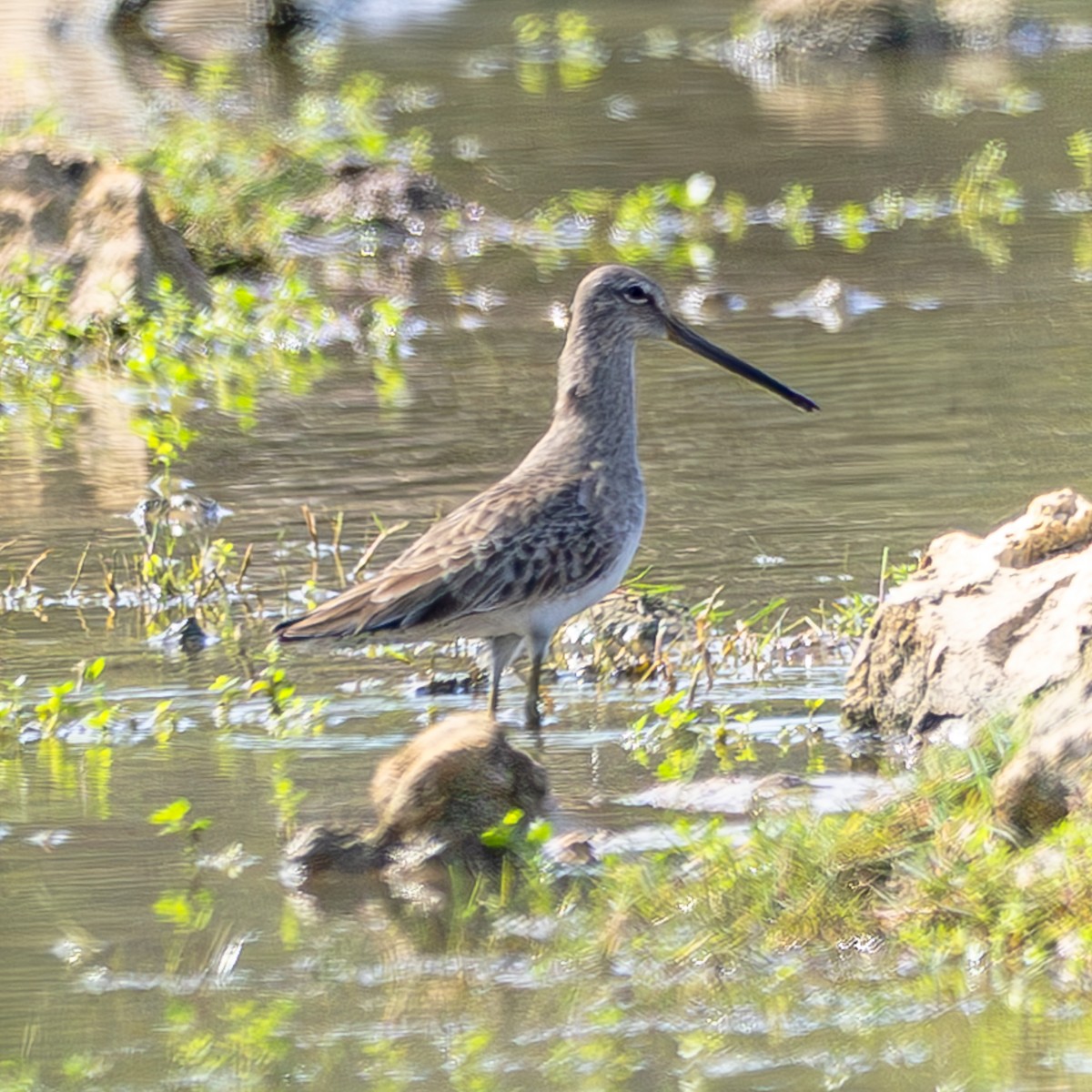 Хараалжин цууцил - ML644435821