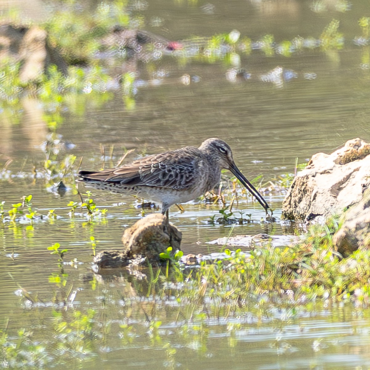 Хараалжин цууцил - ML644435822