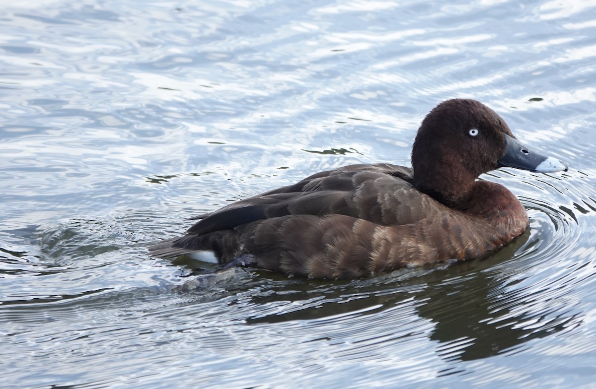 Hardhead - ML644435825