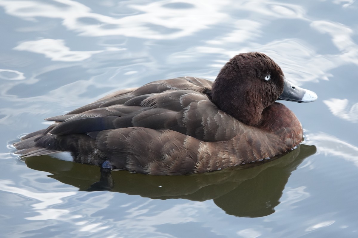 Hardhead - ML644435829