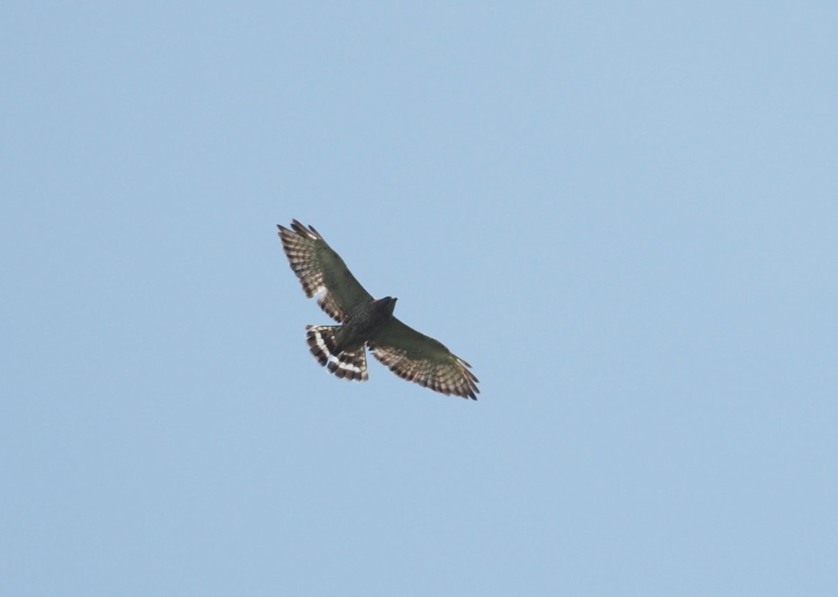 Broad-winged Hawk - ML644435842
