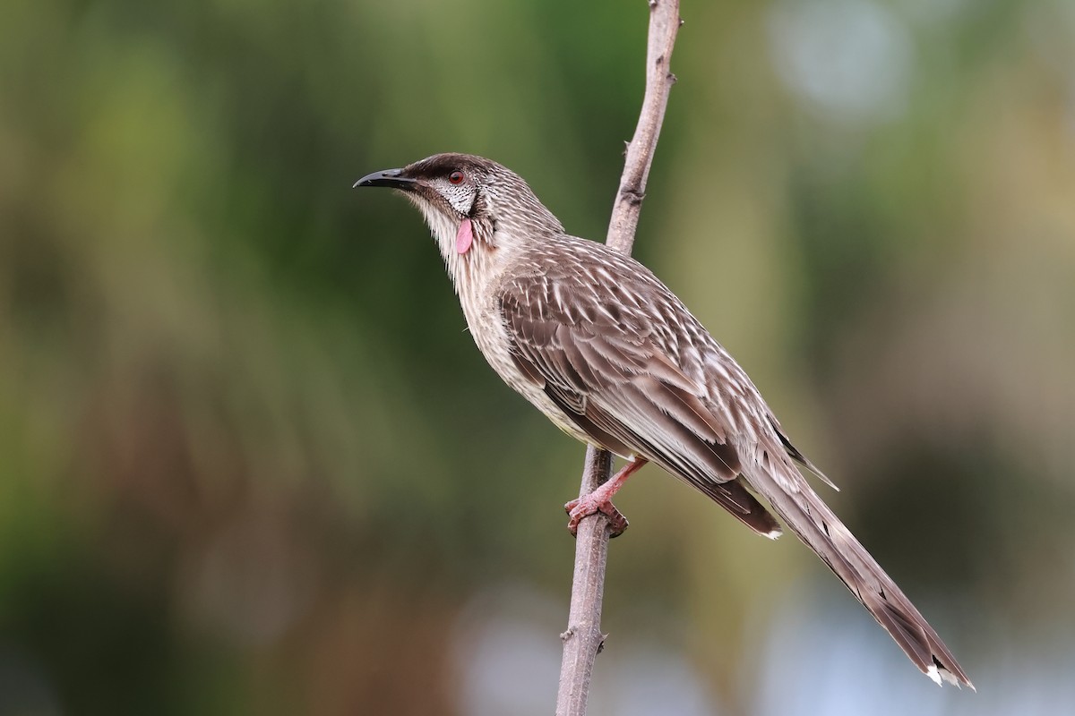 Red Wattlebird - ML644435844