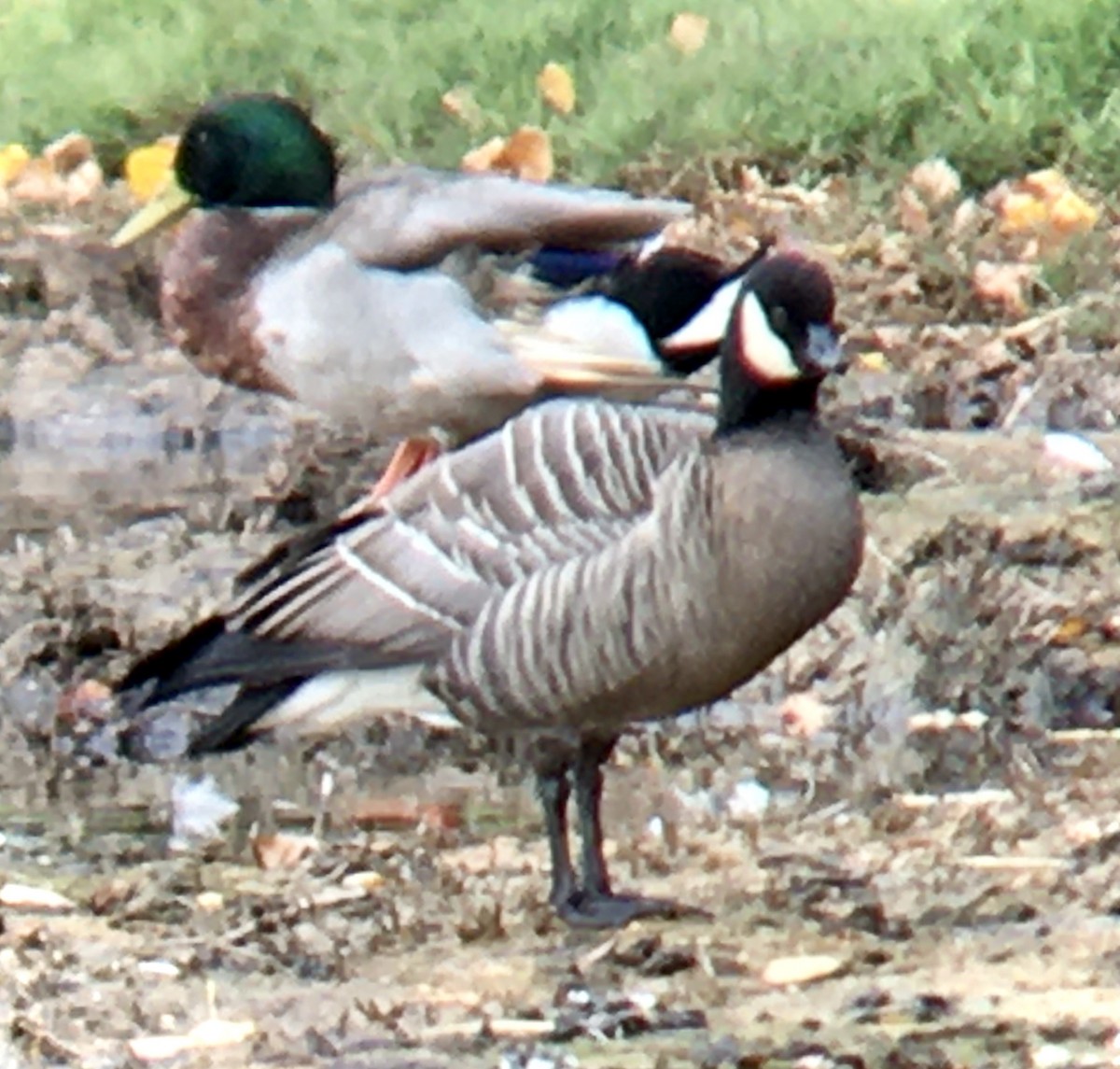 berneška malá - ML644435851