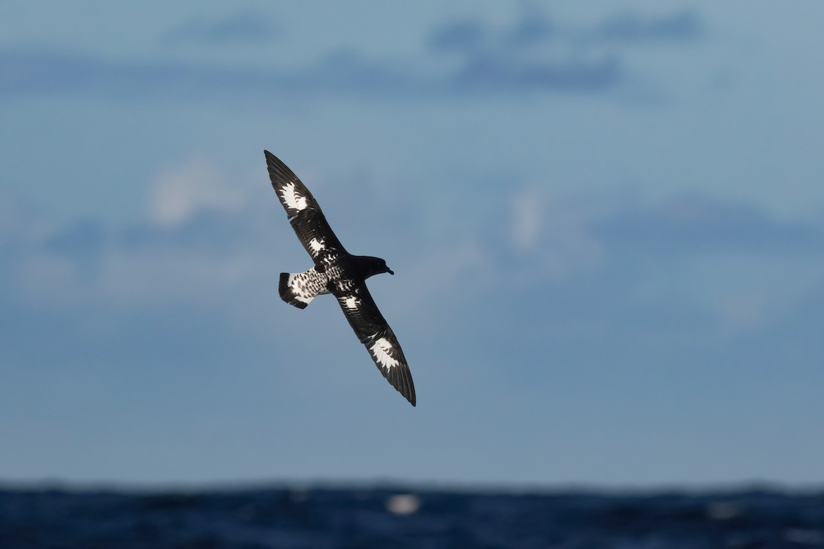 マダラフルマカモメ - ML644435856