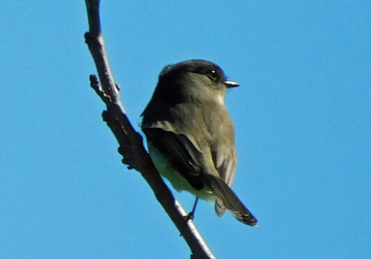 Weißbauch-Phoebetyrann - ML644435861