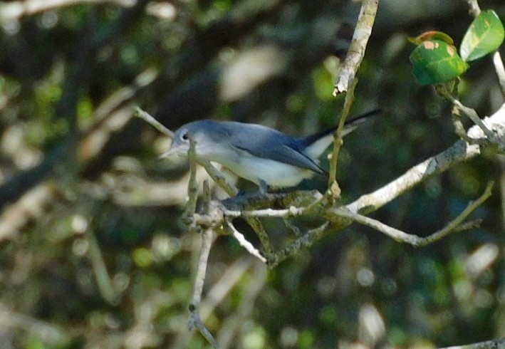 Perlita Grisilla - ML644435864