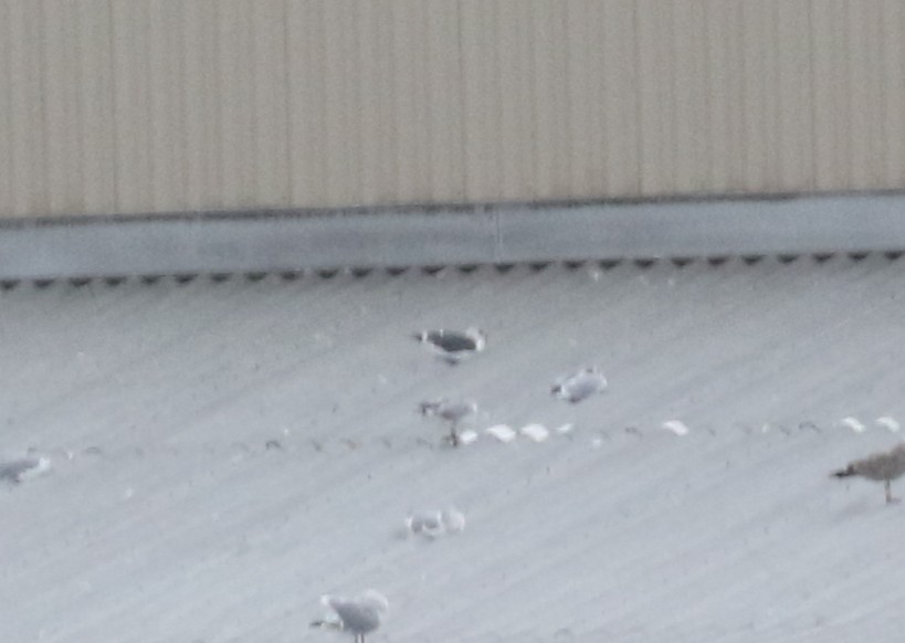 Lesser Black-backed Gull - ML644435886