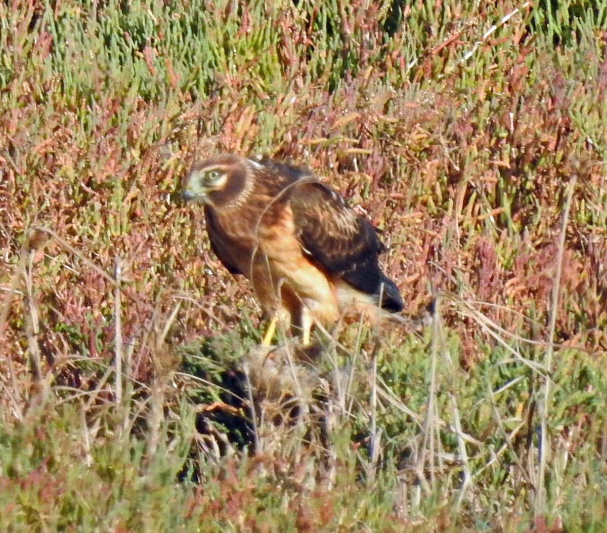 Northern Harrier - ML644435890