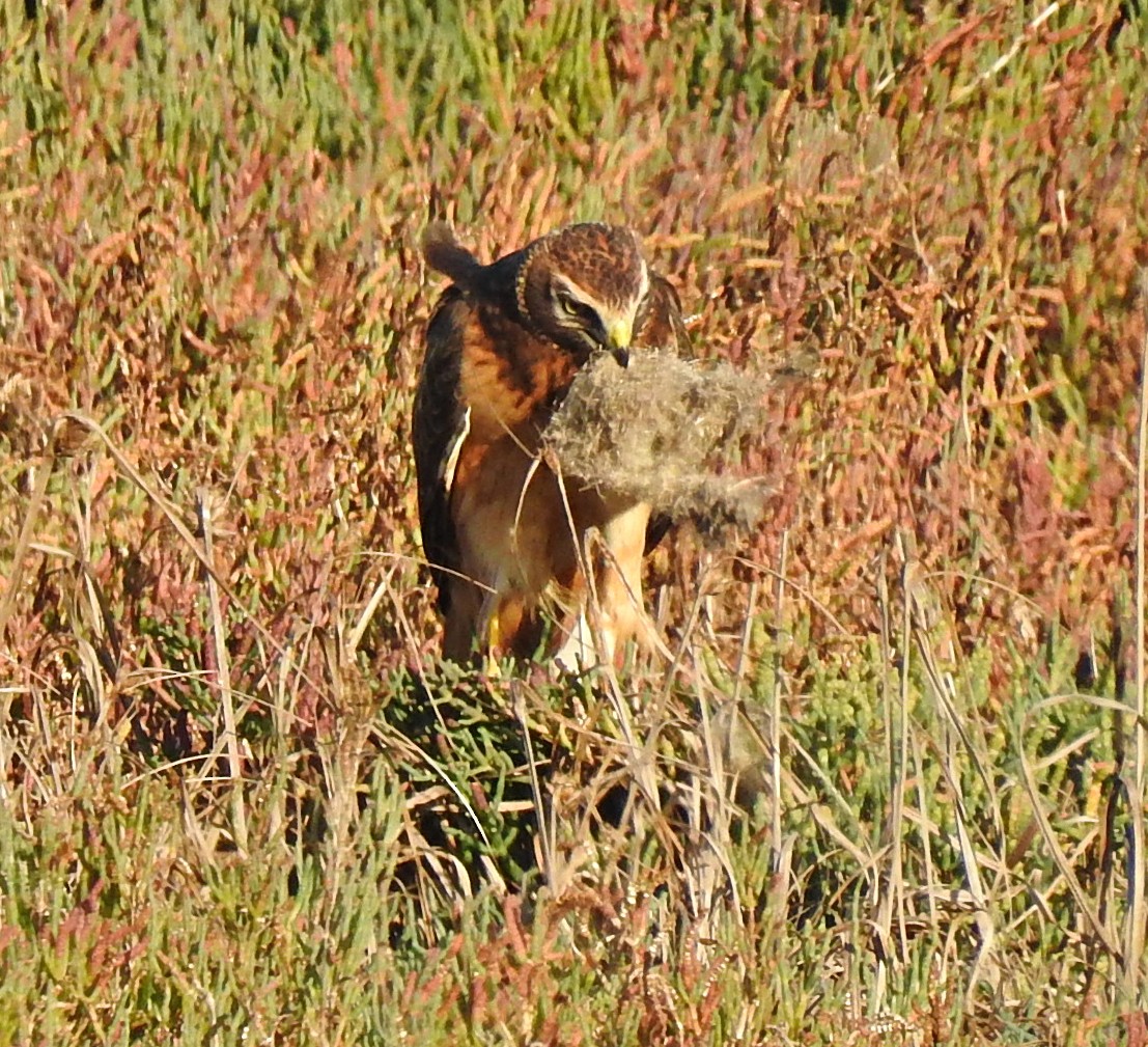Northern Harrier - ML644435891
