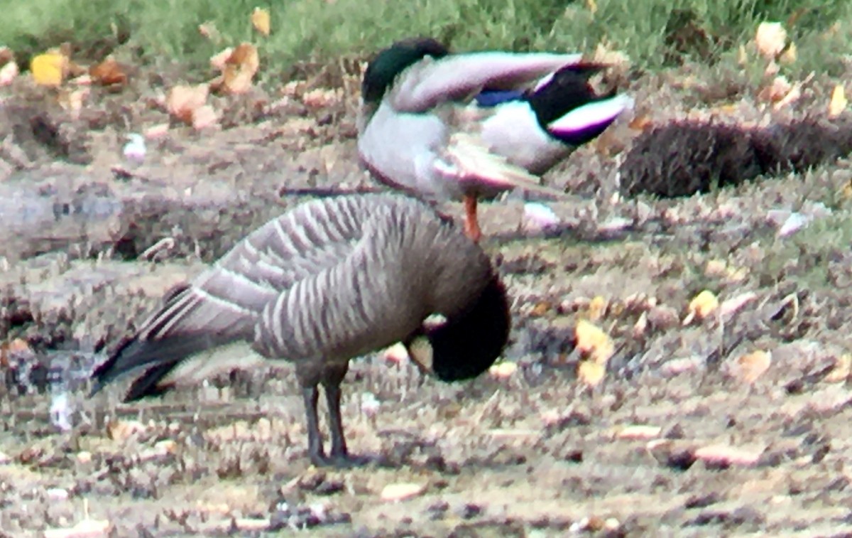 berneška malá - ML644435893