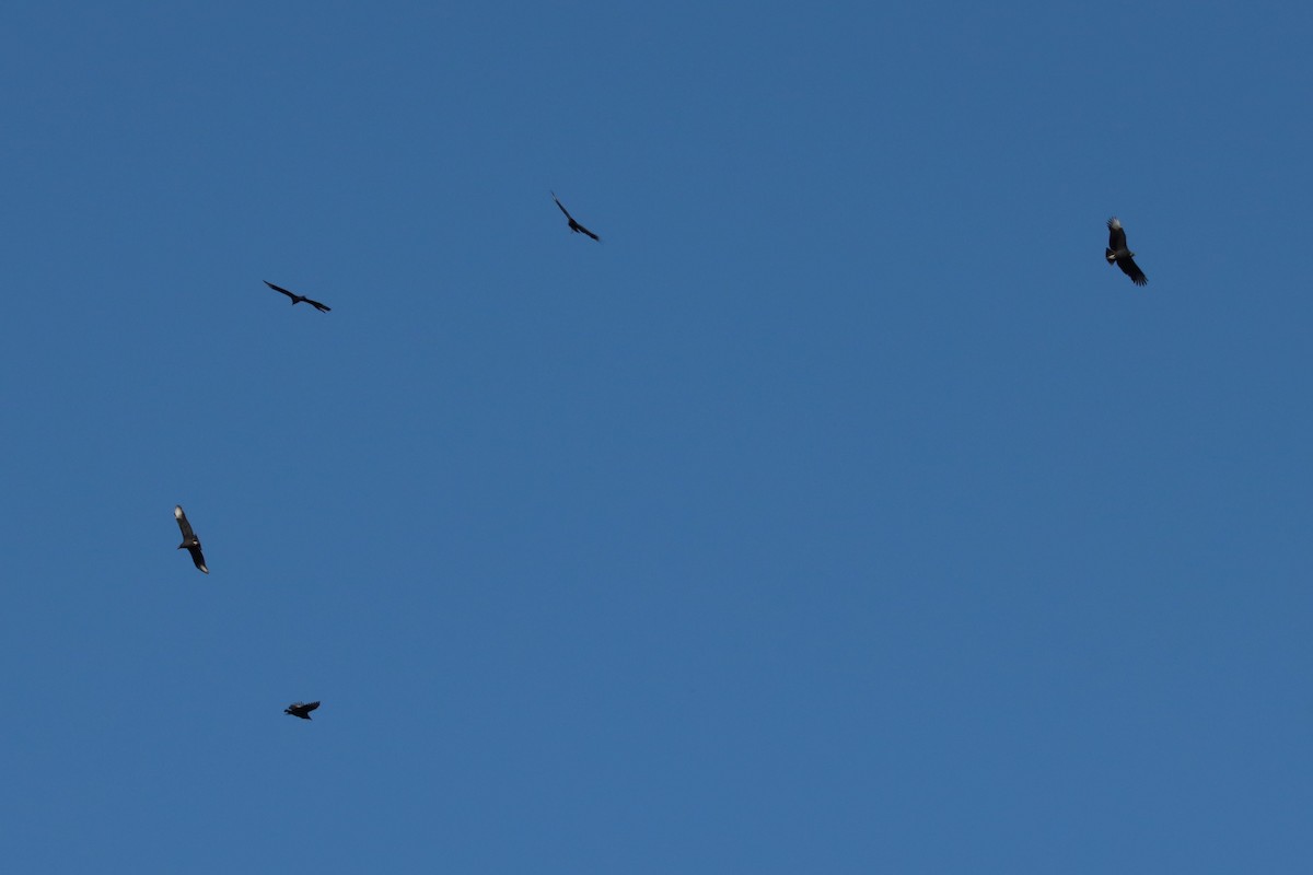 Black Vulture - ML644435895