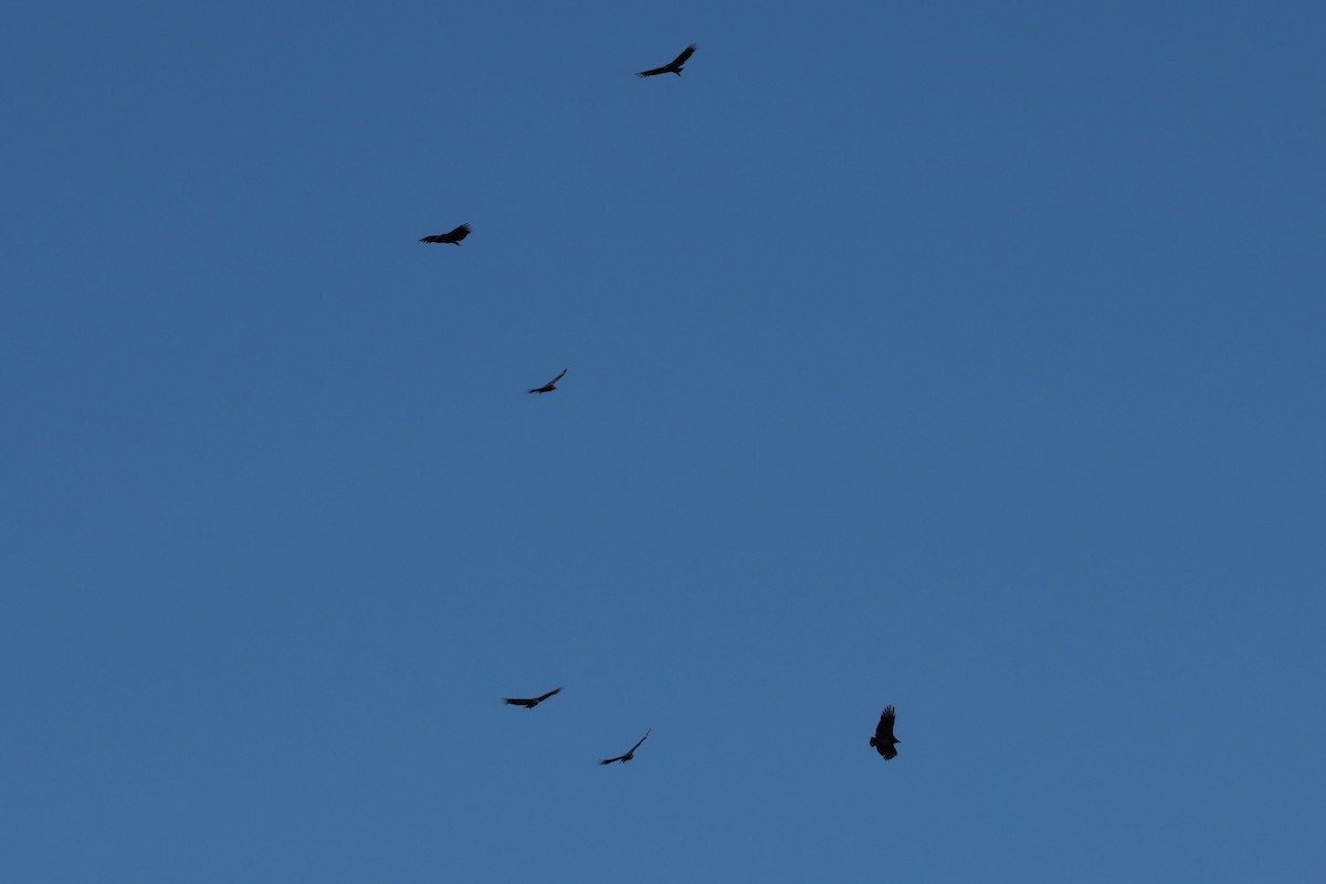 Black Vulture - ML644435896