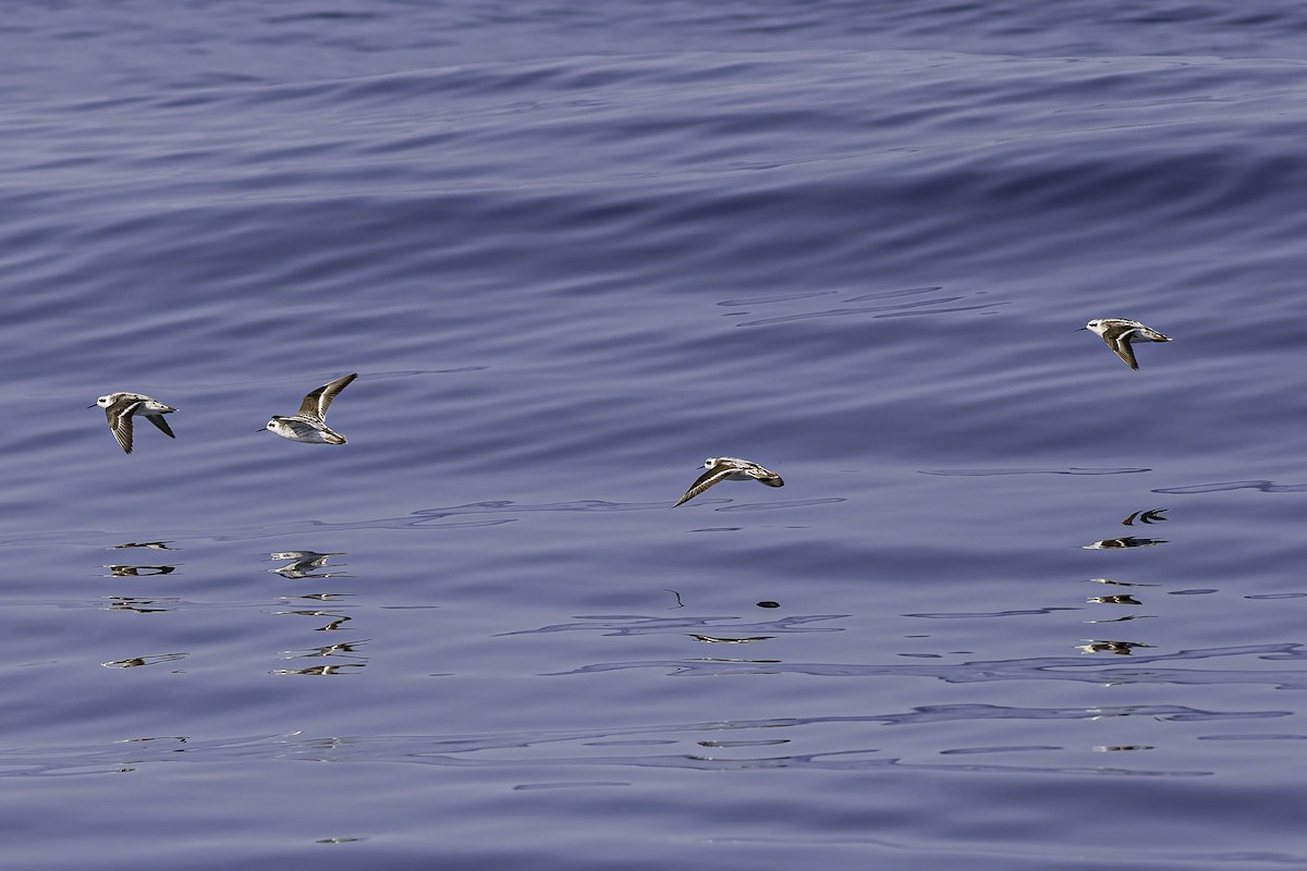 Red-necked Phalarope - ML644435898