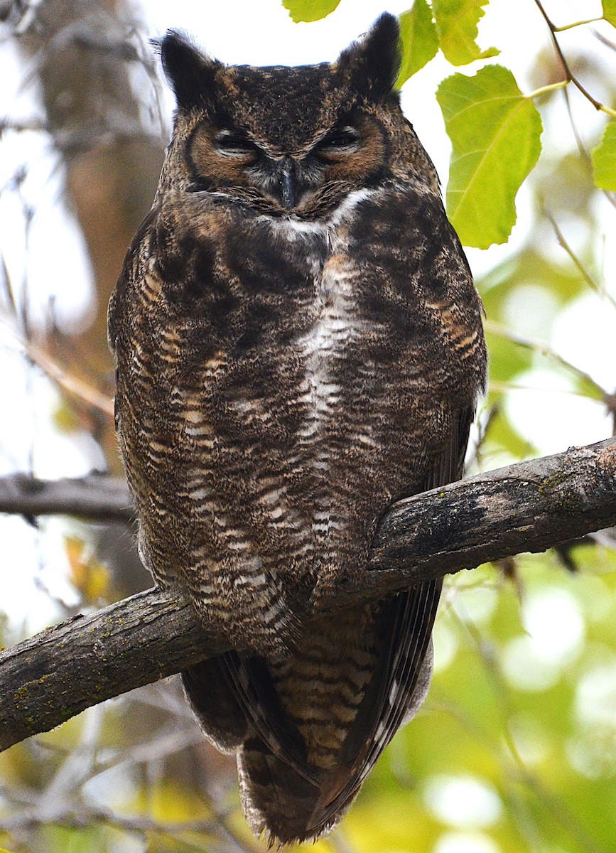 Great Horned Owl - ML644435899