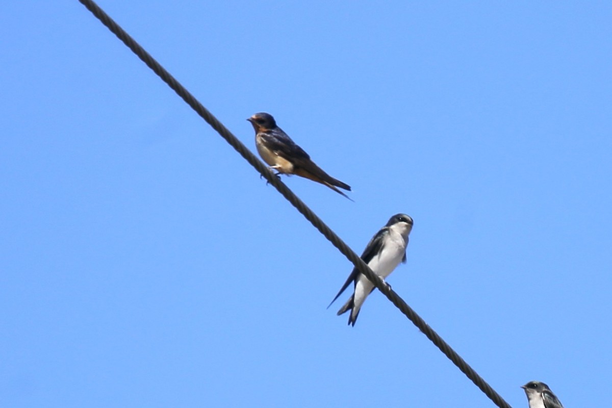 vlaštovka obecná - ML644435903