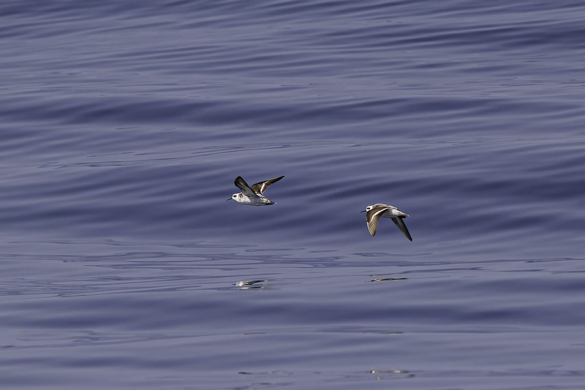 Red-necked Phalarope - ML644435912