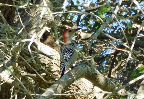 シマセゲラ - ML644435915