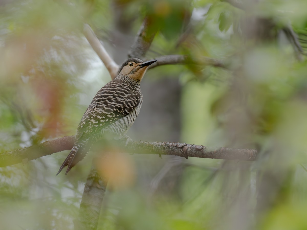 Chilean Flicker - ML644435928