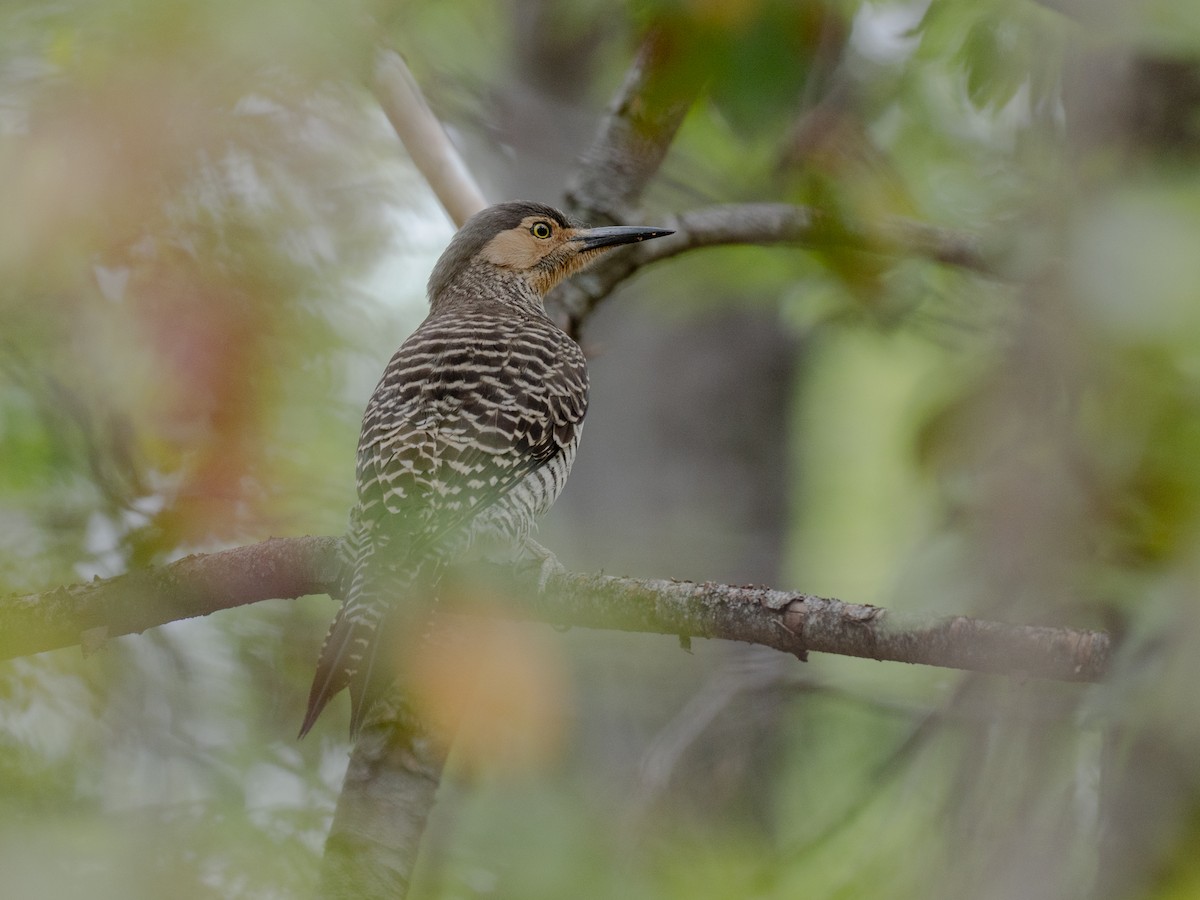 Chilean Flicker - ML644435929