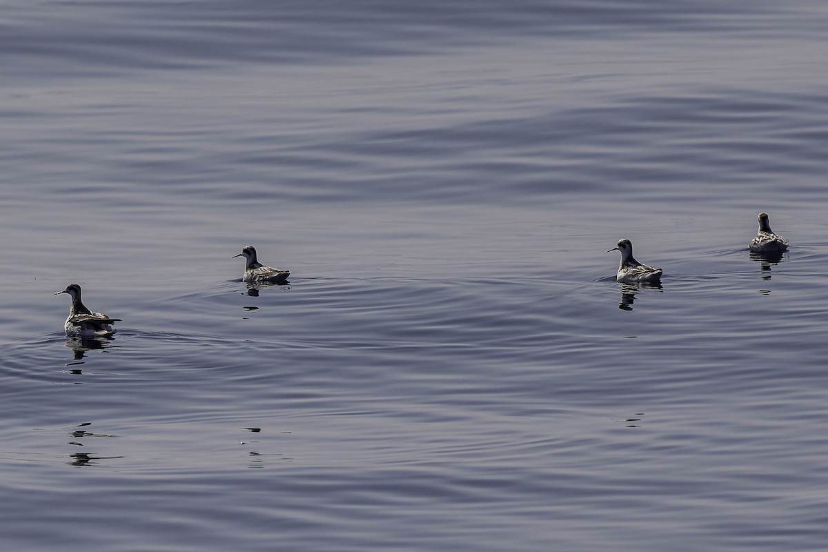 Red-necked Phalarope - ML644435959