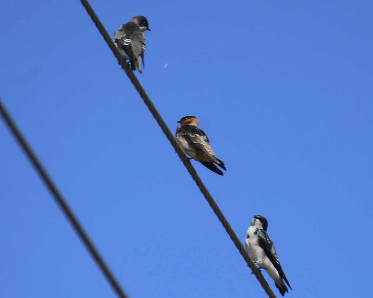 Hirondelle à front brun - ML644435960