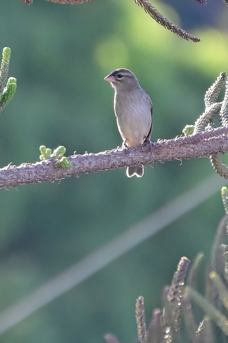 Red Fody - ML644435968