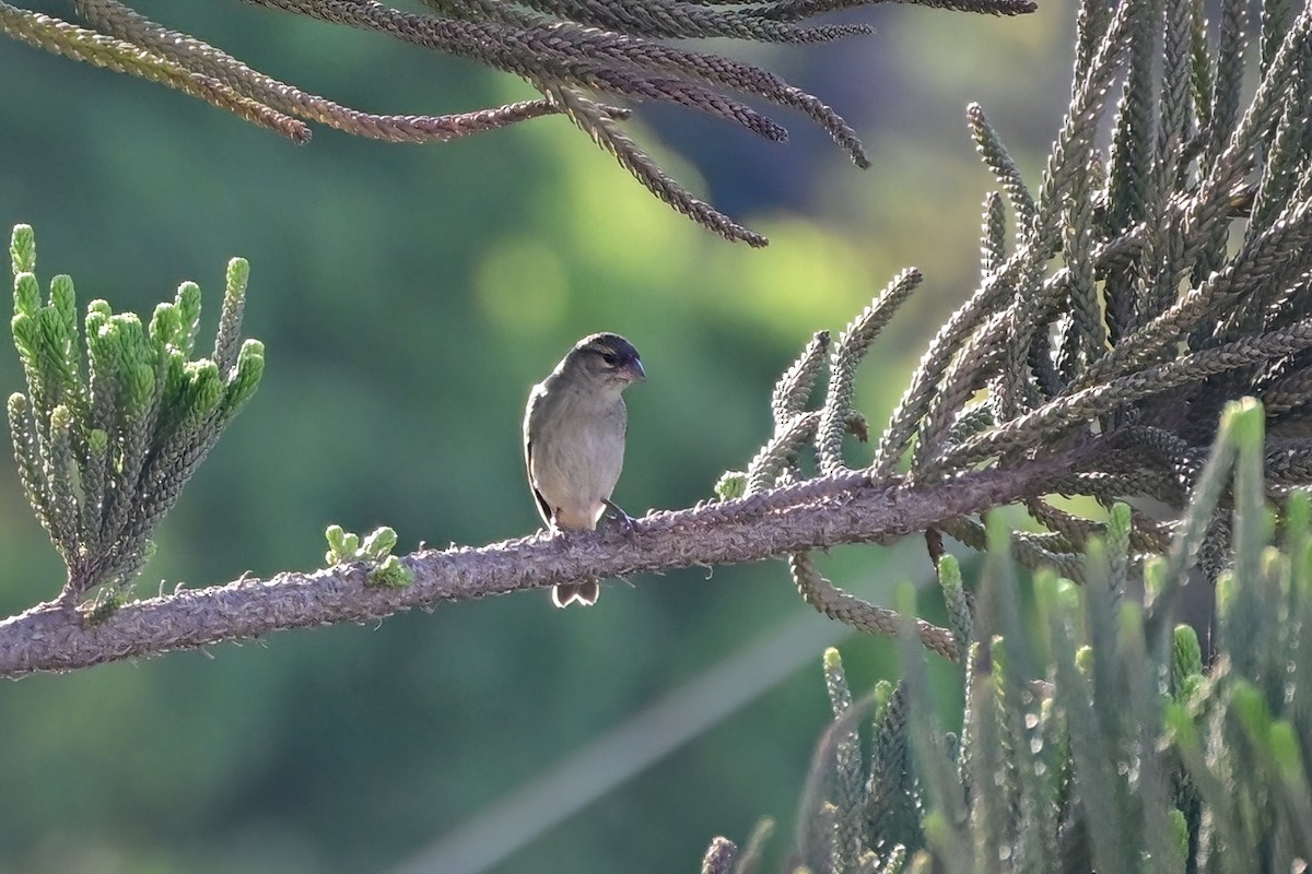 Red Fody - ML644435969