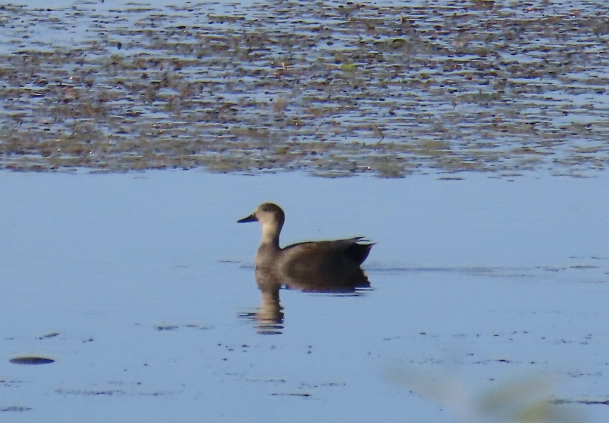 Нерозень - ML644435971