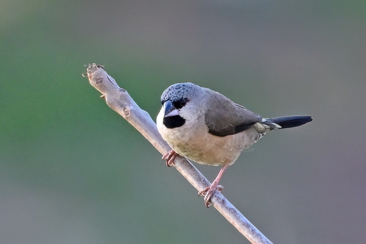 Madagascar Munia - ML644435980