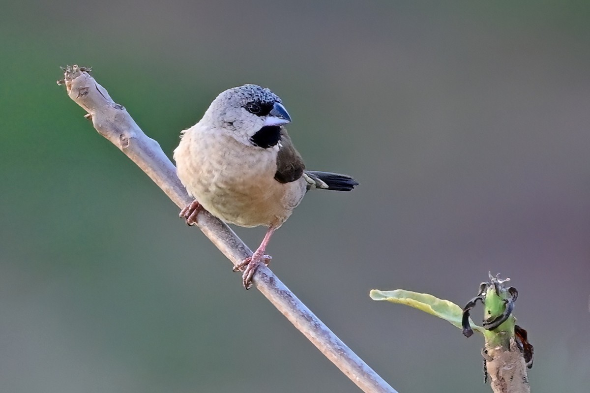 Madagascar Munia - ML644435981