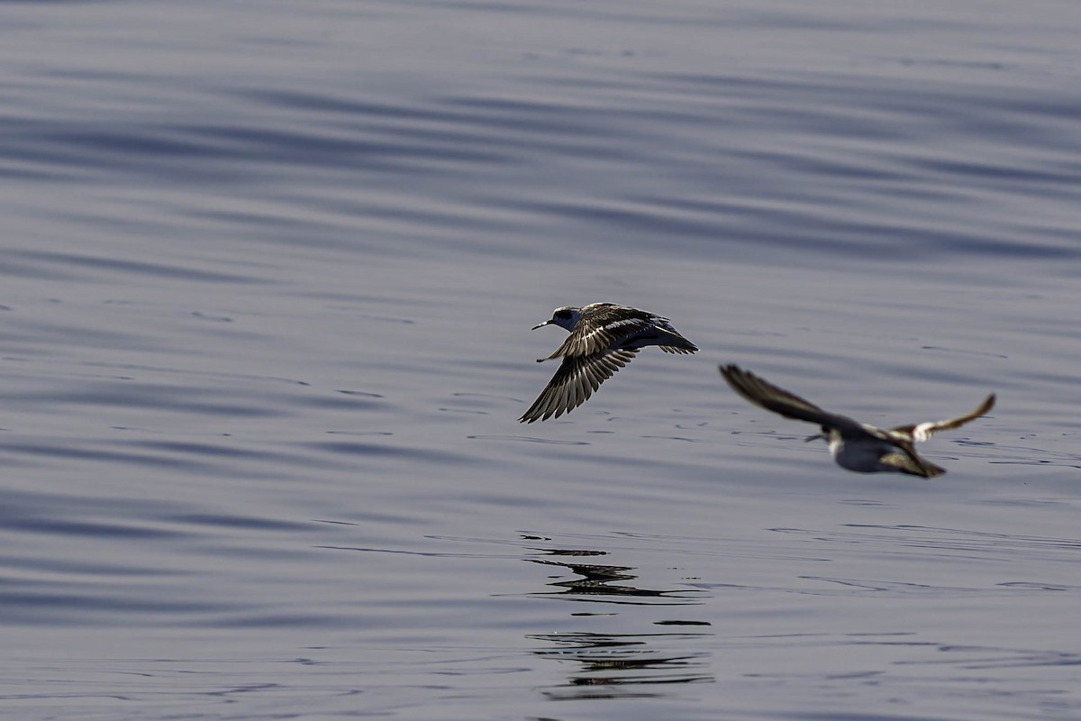 Red-necked Phalarope - ML644435984